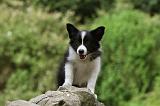 BORDER COLLIE 864